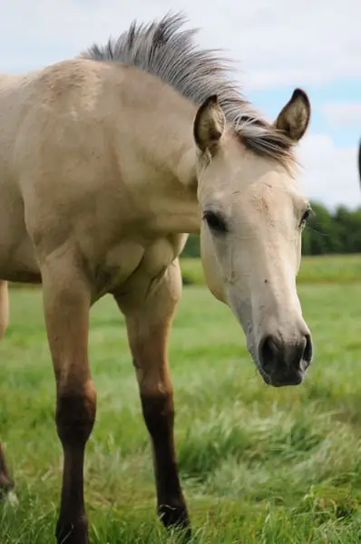 Quarter Horse Hengstfohlen, Buckskin, geb. 01.04.2026