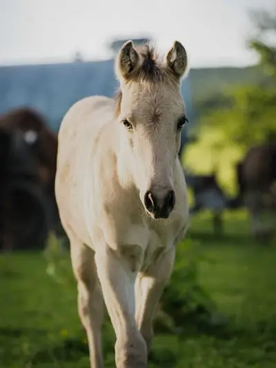 Quarter Horse Hengstfohlen, Buckskin, geb. 01.04.2026