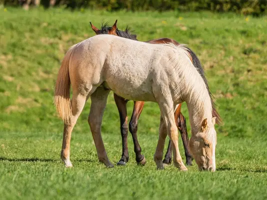 Castrado Quarter Horse, Palomino Roano, 2 años