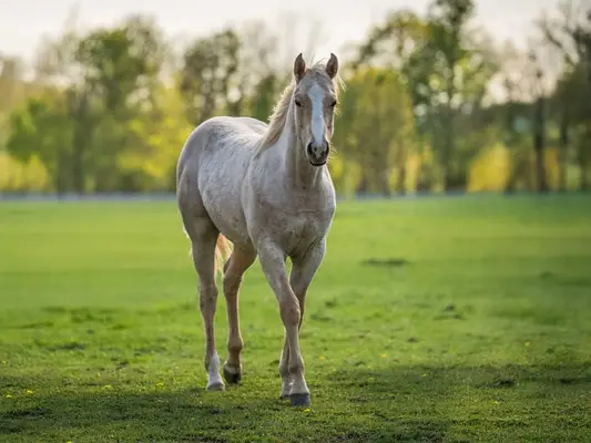 Quarter Horse-Wallach, Palomino Roan, 2 Jahre