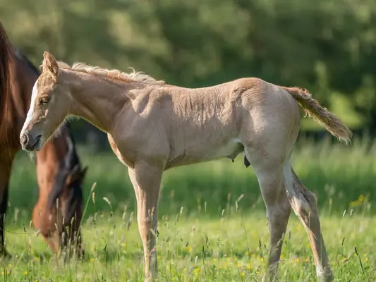 Quarter Horse-Wallach, Palomino Roan, 2 Jahre
