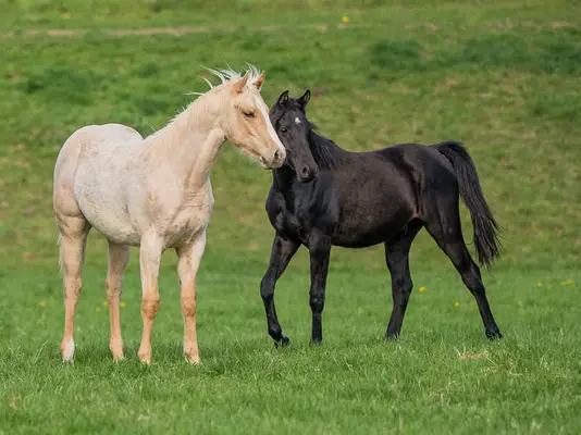 Quarter Horse-Wallach, Palomino Roan, 2 Jahre