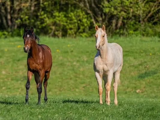 Quarter Horse-Wallach, Palomino Roan, 2 Jahre