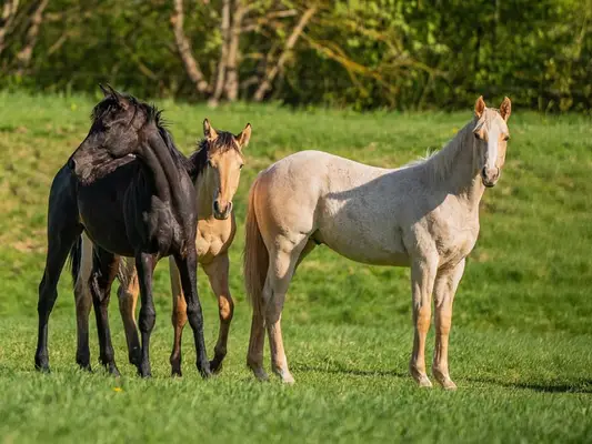 Quarter Horse-Wallach, Palomino Roan, 2 Jahre