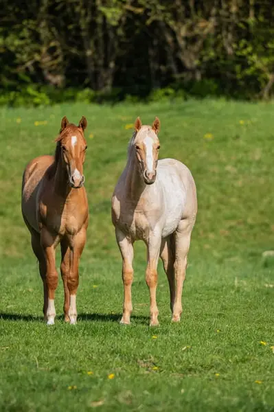 Quarter Horse-Wallach, Palomino Roan, 2 Jahre