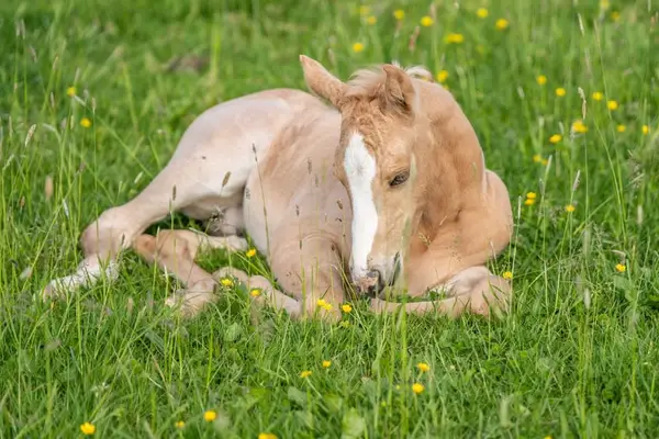 Quarter Horse-Wallach, Palomino Roan, 2 Jahre