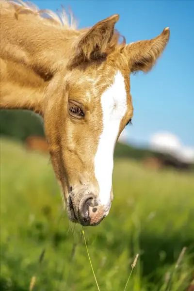 Quarter Horse-Wallach, Palomino Roan, 2 Jahre