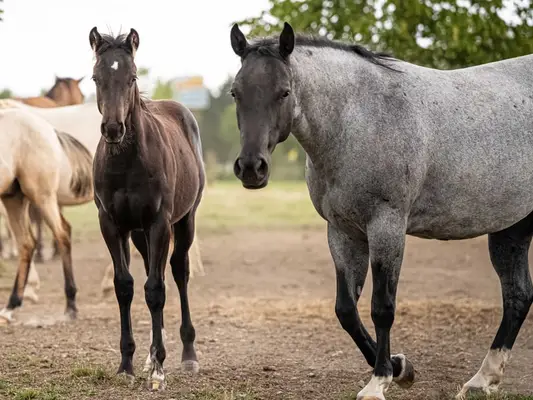 Quarter Horse Jährlingshengst, Rappe