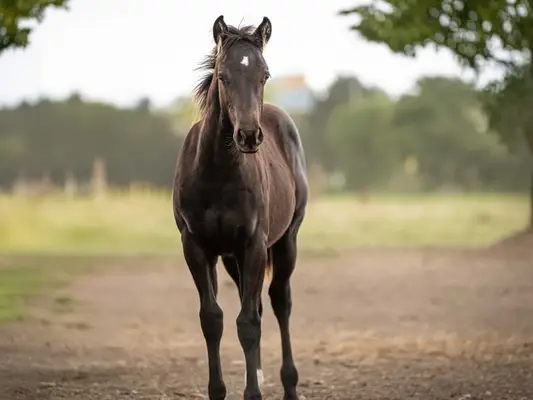 Quarter Horse Jährlingshengst, Rappe
