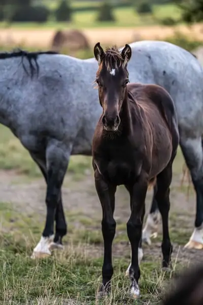 Quarter Horse Jährlingshengst, Rappe