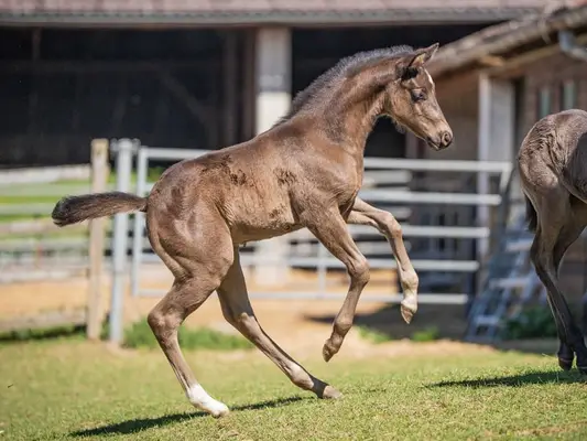 Quarter Horse Jährlingshengst, Rappe