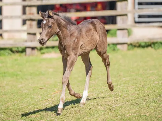 Quarter Horse Jährlingshengst, Rappe