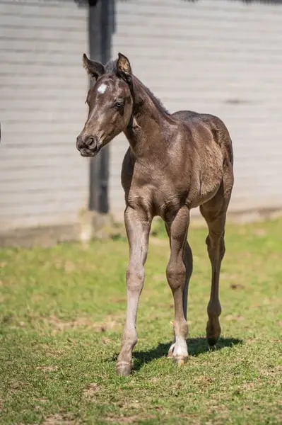 Quarter Horse Jährlingshengst, Rappe