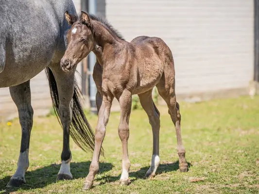 Quarter Horse Jährlingshengst, Rappe