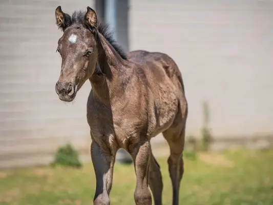 Quarter Horse Jährlingshengst, Rappe