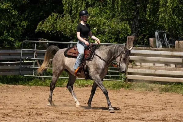 Vollblutaraber-Wallach, 5 Jahre, Schimmel, geritten