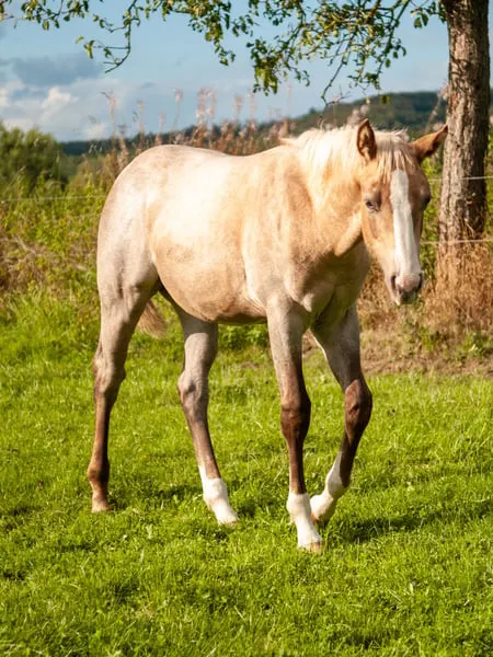 Quarter Horse Stutfohlen, geb. 4/2026, Palomino Roan