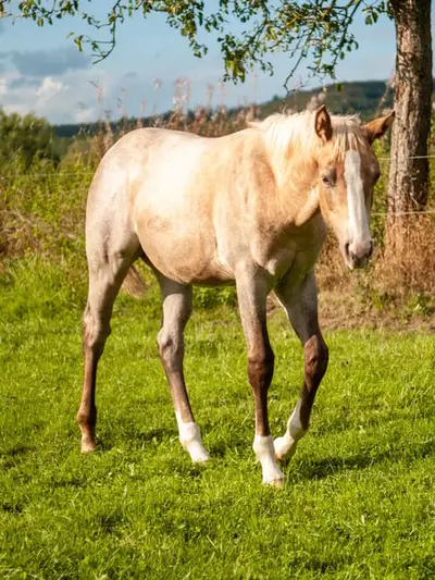 Potra de cuarto de milla, nacida 4/2026, palomino roano