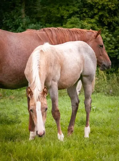 Quarter Horse Stutfohlen, geb. 4/2026, Palomino Roan