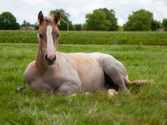Quarter Horse Stutfohlen, geb. 4/2026, Palomino Roan