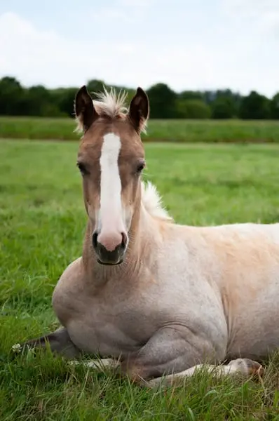 Quarter Horse Stutfohlen, geb. 4/2026, Palomino Roan