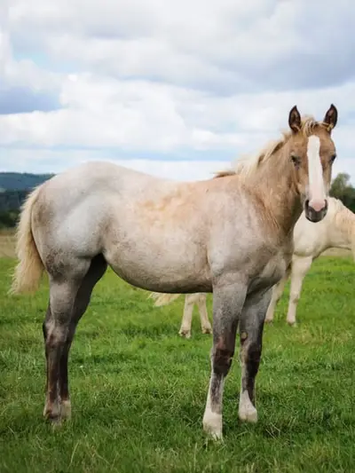 Quarter Horse Stutfohlen, geb. 4/2026, Palomino Roan