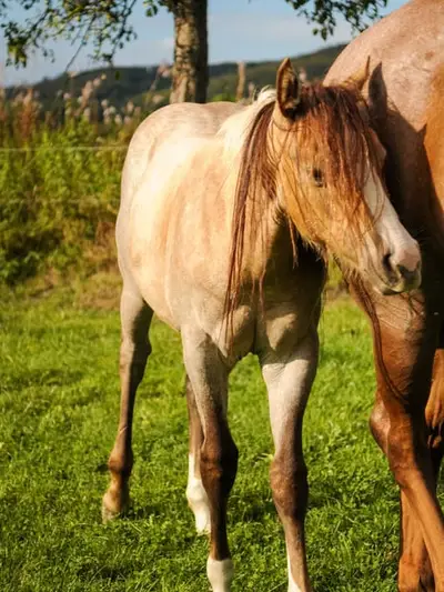 Quarter Horse Stutfohlen, geb. 4/2026, Palomino Roan