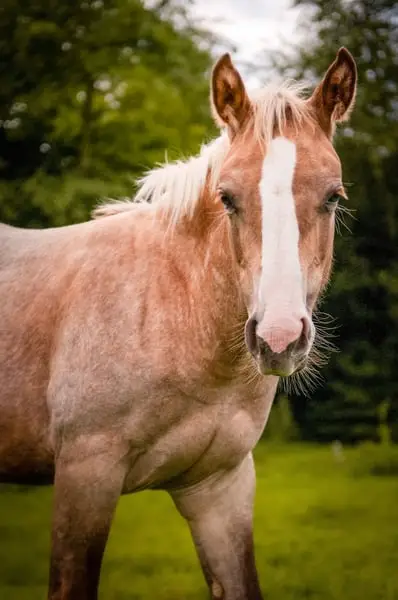 Quarter Horse Stutfohlen, geb. 4/2026, Palomino Roan