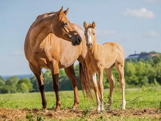 Quarter Horse Stutfohlen, geb. 4/2026, Palomino Roan