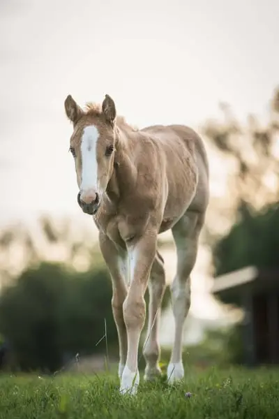 Quarter Horse Stutfohlen, geb. 4/2026, Palomino Roan