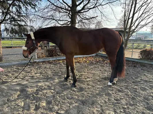 Tolles Freizeitpferd