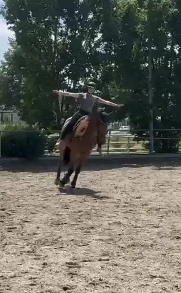 Tolles Freizeit-/Voltigierpferd