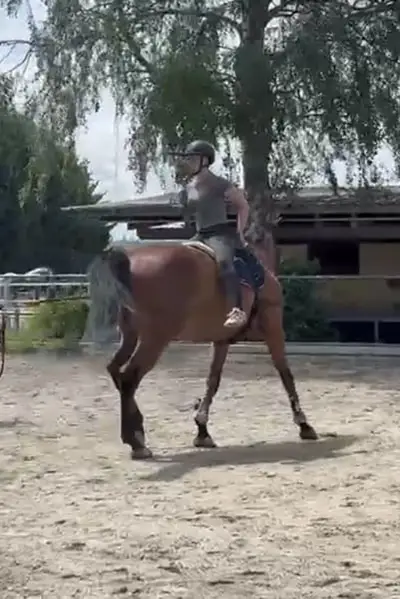 Tolles Freizeit-/Voltigierpferd