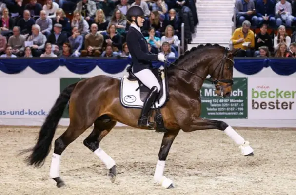 Multichampion und Zukunftststar