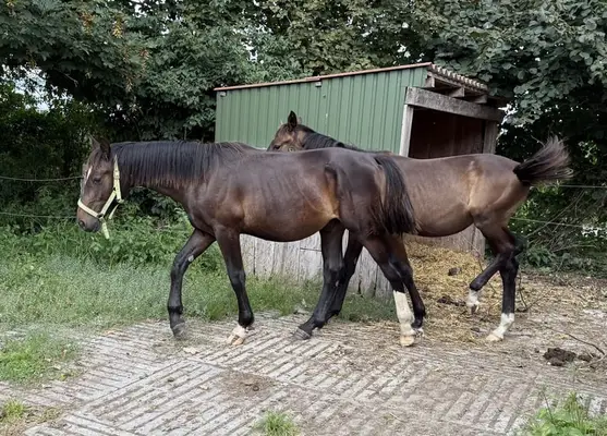 2 jährigerAlt-Oldenburger Rappwallach mit exzellentem Pedigree