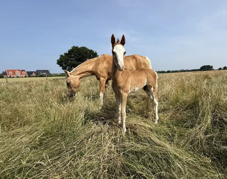 ✨ Charmantes Reitponyhengstfohlen mit besonderem Chic