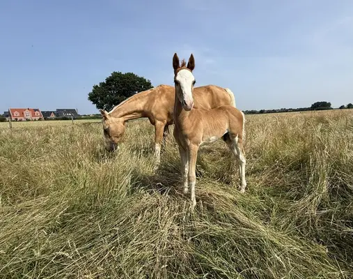 ✨ Charmantes Reitponyhengstfohlen mit besonderem Chic