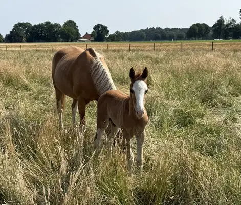 ✨ Charmantes Reitponyhengstfohlen mit besonderem Chic