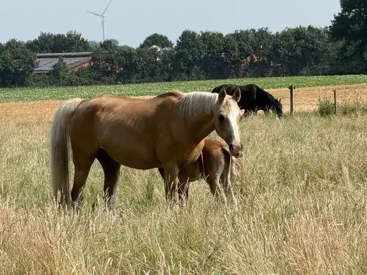 ✨ Charmantes Reitponyhengstfohlen mit besonderem Chic