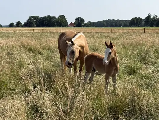 ✨ Charmantes Reitponyhengstfohlen mit besonderem Chic