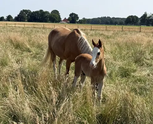 ✨ Charmantes Reitponyhengstfohlen mit besonderem Chic