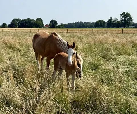 ✨ Charmantes Reitponyhengstfohlen mit besonderem Chic