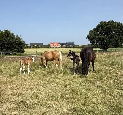 ✨ Charmantes Reitponyhengstfohlen mit besonderem Chic