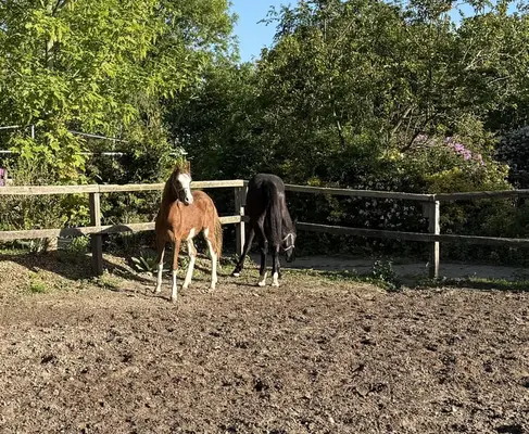 ✨ Charmantes Reitponyhengstfohlen mit besonderem Chic