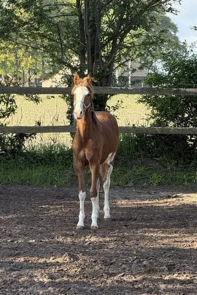 ✨ Charmantes Reitponyhengstfohlen mit besonderem Chic