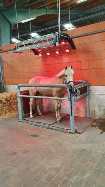 Freie Pferdeboxen auf dem Braaklander Hof bei Neerstedt!
