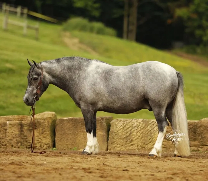 Chase ist die Art von Pony, die schwer zu finden ist.