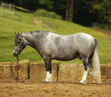 Chase ist die Art von Pony, die schwer zu finden ist.