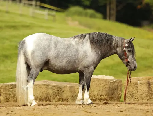 Chase ist die Art von Pony, die schwer zu finden ist.
