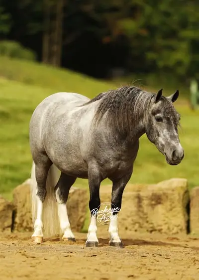 Chase ist die Art von Pony, die schwer zu finden ist.